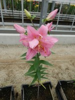 [4546 VH22 Saludo No01.JPG]